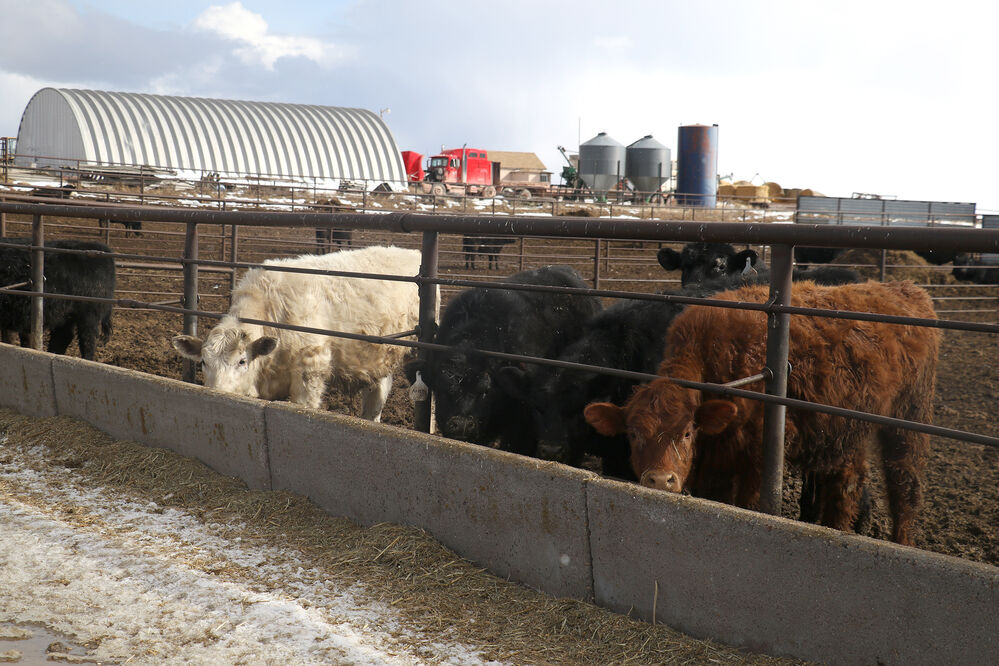 Raising a ranch family with values on Broken Arrow Angus Ranch
